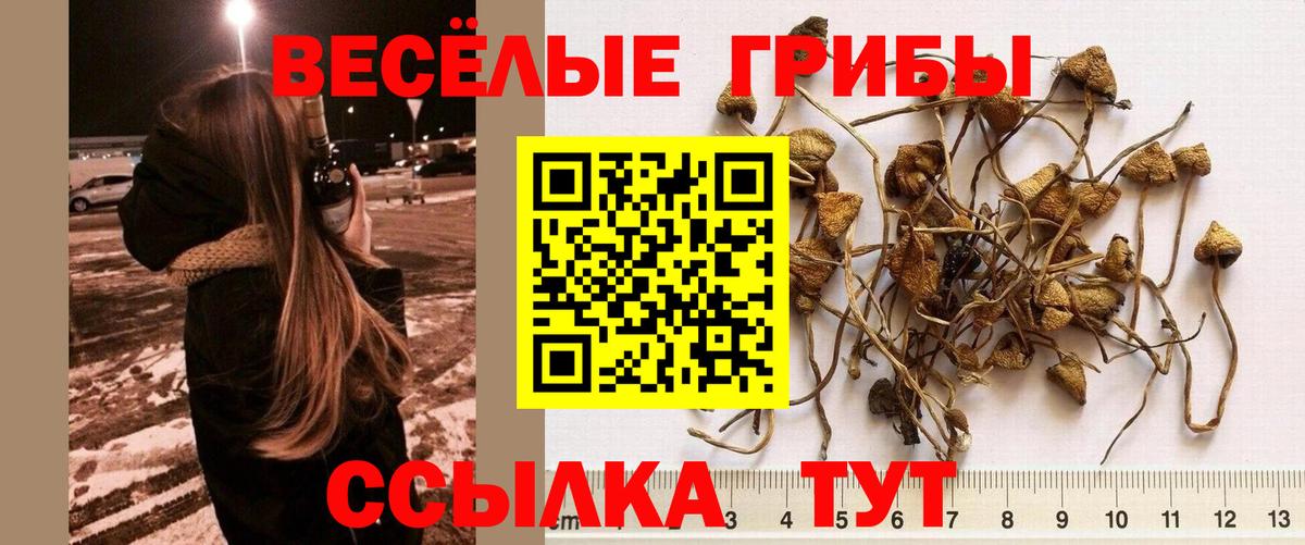 Галлюциногенные грибы мицелий  Псилоцибиновые грибы Cubensis  Вход с VPN  Елабуга 